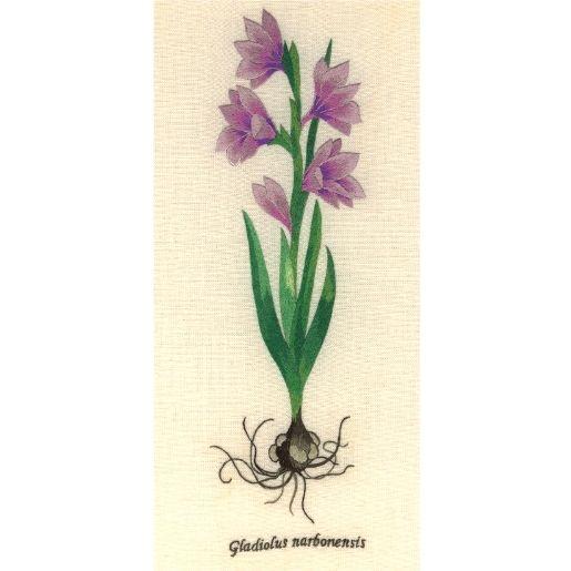 RED - DGL1 - Gladiolus
